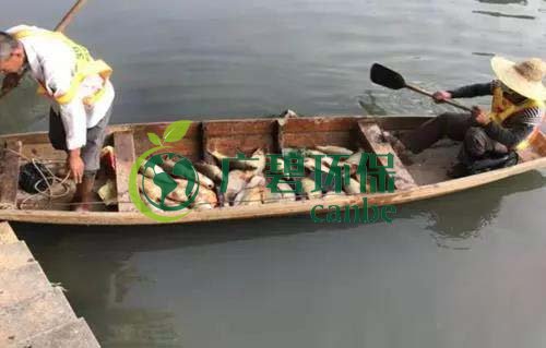 廣州旺旺食品廢水直排，永和河大量魚類死亡(圖1)